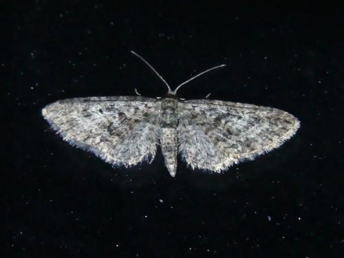 Eupithecia cocciferata